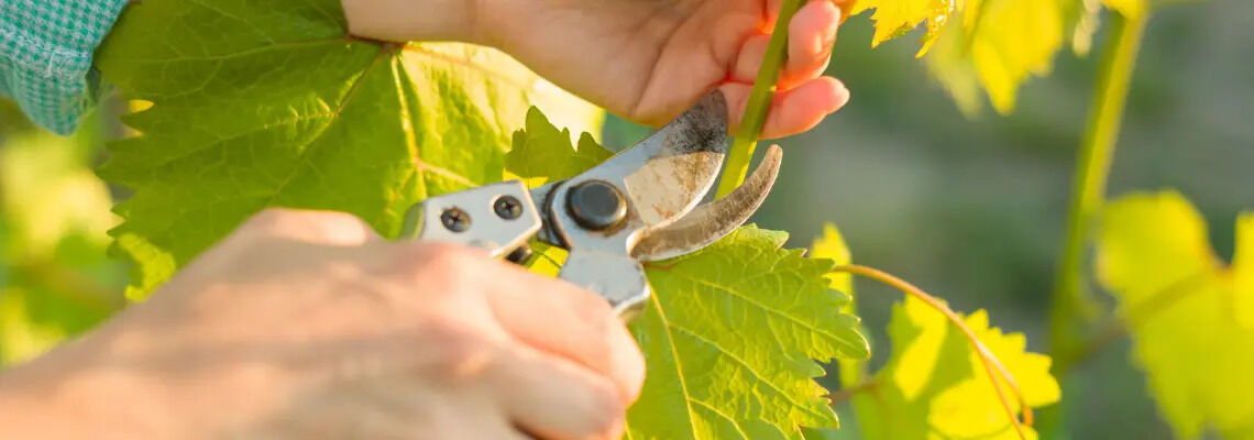 [paste advice page name here]