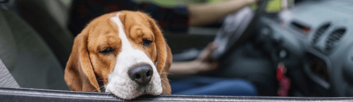 Mijn hond is wagenziek, wat nu? Mijn hond is wagenziek, wat nu?