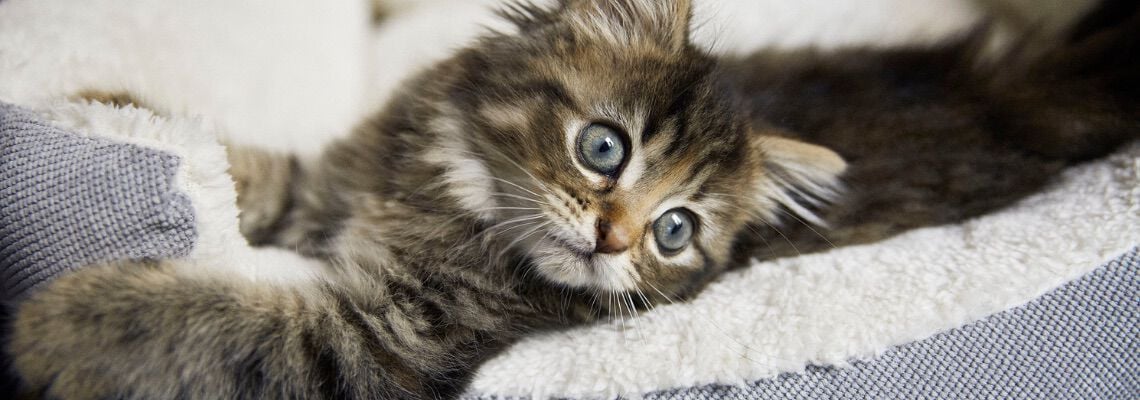 [paste advice page name here]