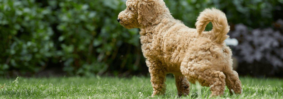 Puppy zindelijk maken: hoe pak je dat aan?
