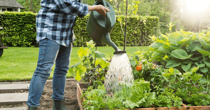 Alles over je moestuin
