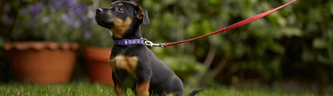 Hoe vaak moet ik mijn puppy uitlaten?